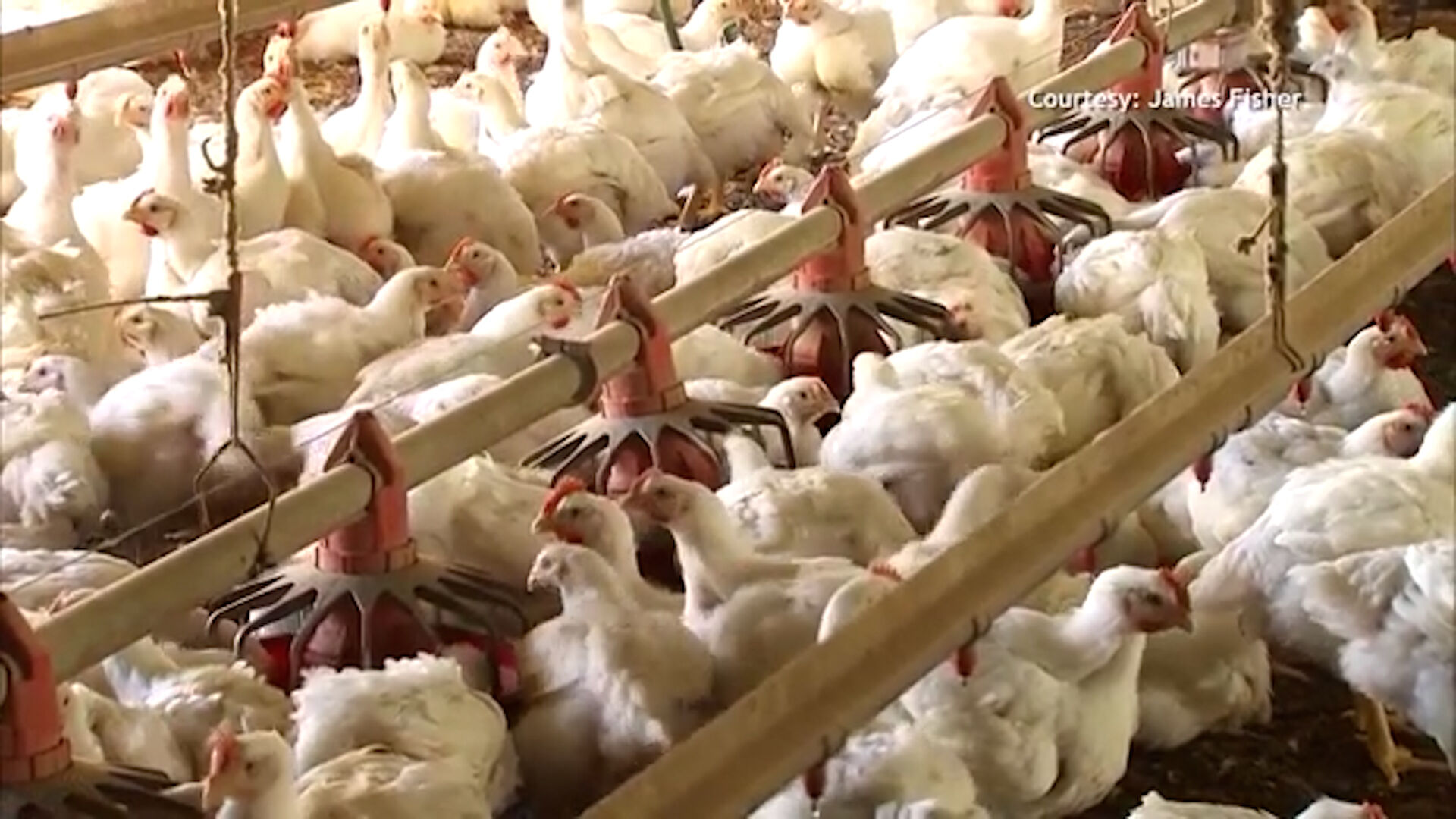 Avian Flu Outbreak in Midwest Prompts Increased Vigilance on Delmarva